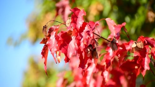 Beautiful Autumn Maple Leaves On Sunny Day