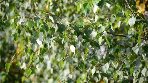 Birch Tree Branches with Green Leaves Swaying