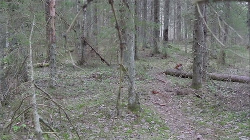 View Inside the Forest with Tall Trees