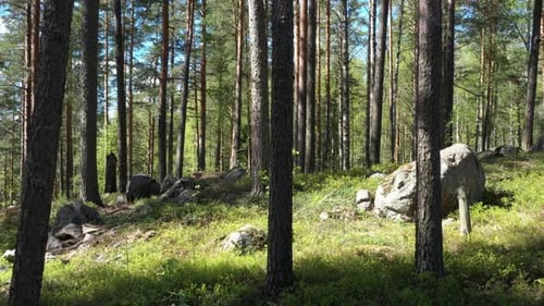 Immergrüner Wald an einem sonnigen Sommertag