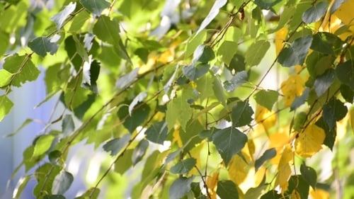 Green and Yellow Leaves Swaying on Tree Branches