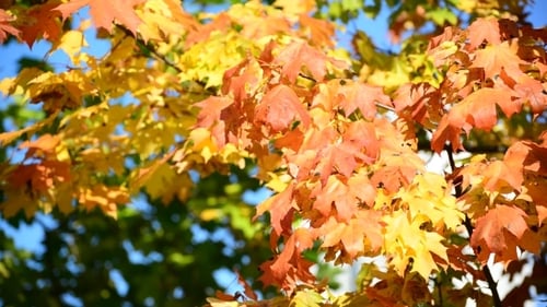 Brilliant Orange and Yellow Autumn Leaves against Blue Sky