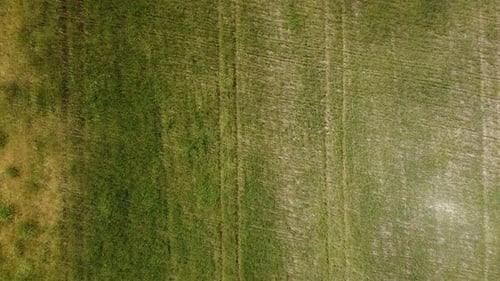 Aerial View on Green Wheat Field in Countryside