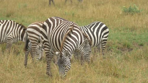 Zebras das planícies pastando