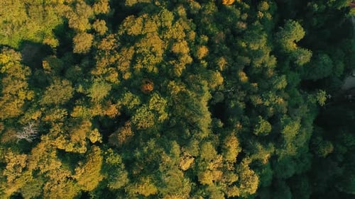 Drone Forest
