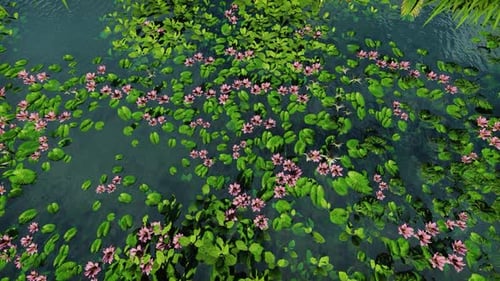 Serene Lotus Flowers Floating on Water Lily Pond