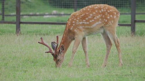 Deer Grazing Peacefully on Green Grass in Field