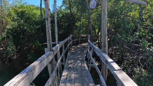 Wooden bridge pathway over marshy river with vegetation thicket