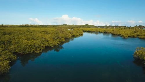 Mangrove Forest in Asia