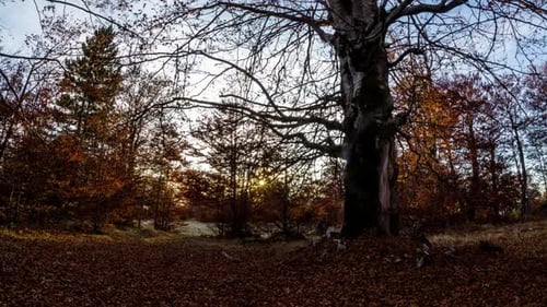 Waldschatten gegen Sonne 2