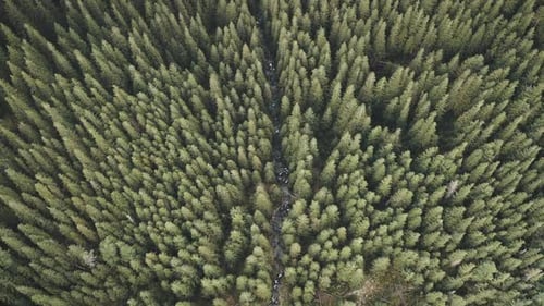 Top Down Aerial Over Pine Trees Forest at Mountain River