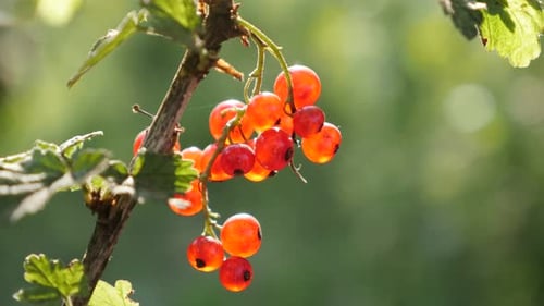 Small Ribes rubrum plant natural shallow DOF 4K 2160p 30fps UltraHD footage - The deciduous shrub
