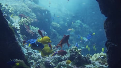 Group of Multicoloured Multiple Fishes Swimming in Tropical Underwater in Coral Reef with Freedom in