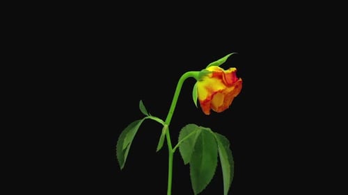 Close-up of Rose Wilting on Black Background