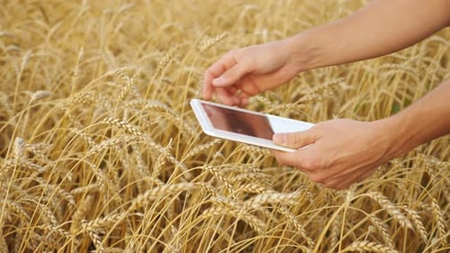 Male Hands with a Tablet Touch Ears of Ripe Wheat in the Field Closeup