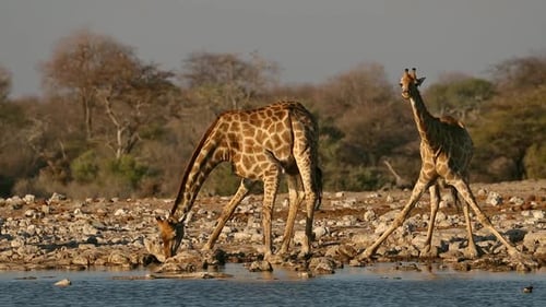 Giraffes Drinking Water - Etosha National Park