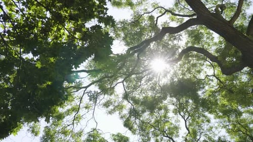 Sun Shines Through a Green Tree Crown - View From Below