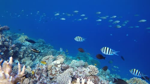 Tropical Underwater Reef Sea Fishes