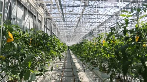 Green Rows Large Glass Greenhouse Farmland with Cultivate Vegetables Indoors