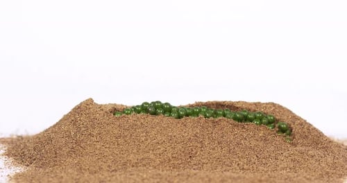 Fresh green pepper, piper nigrum, spice falling in pepper ground on white background, slow motion 4K