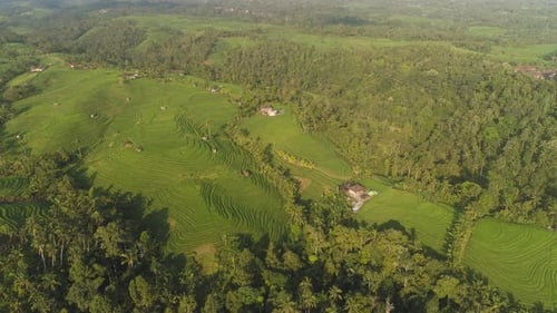 Reisfelder mit landwirtschaftlichen Flächen in Indonesien