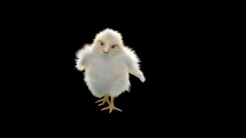 15 Baby Chicks Dancing HD