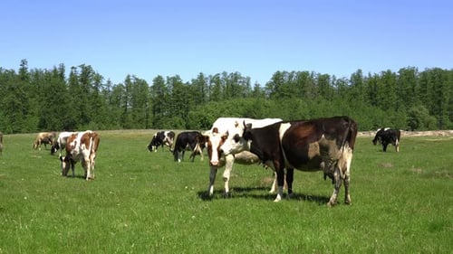 Cows On Pasture Spring Solar Weather
