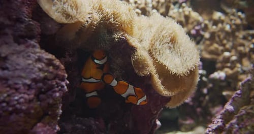 Clown Fishes Underwater and Sea Anemone Surrounding Them