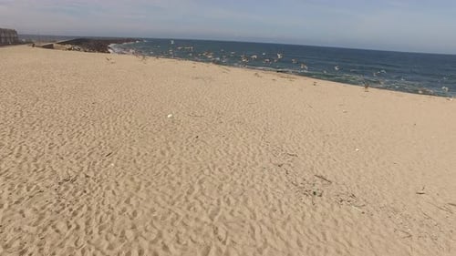 Seagulls flying over the Beach