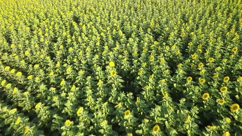 Aerial View of Sunflowers Field