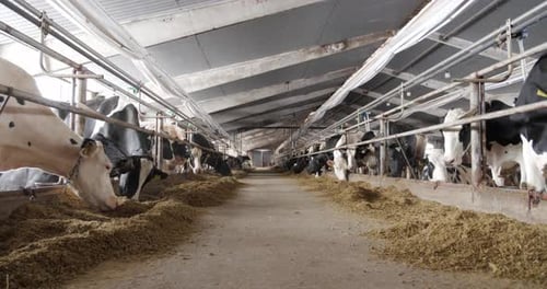 Cattle Are Bred On The Farm. Cows Are Fed Hay