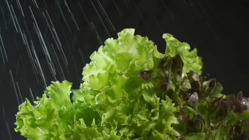 Fresh Lettuce Greens Being Washed on Black Background