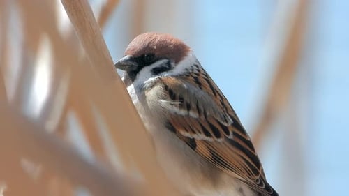 Close Up of a Brown and White Sparrow