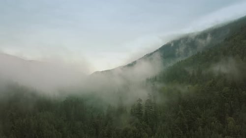 Mystic and Foggy Drone Flight Over the Rainforest in Mountain