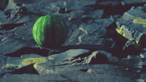 Watermelon Fruit Berry on Rocky Stones