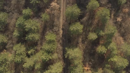Evergreen forest trees and dirt road 4K aerial video