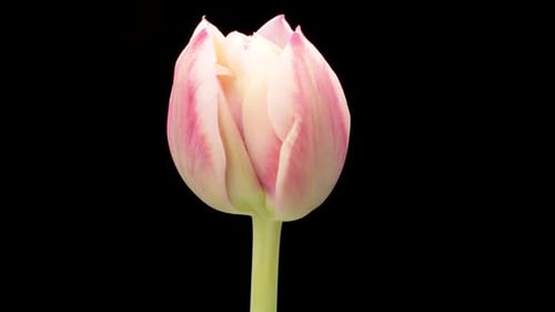 Pink and White Tulip Blooming in Time Lapse