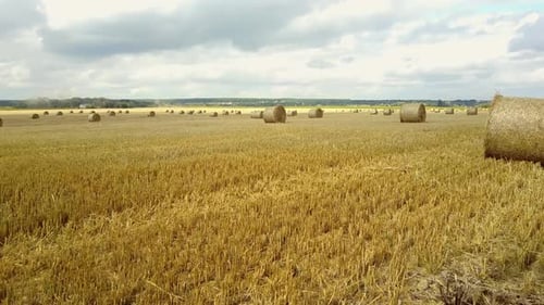 Round Bales of Straw