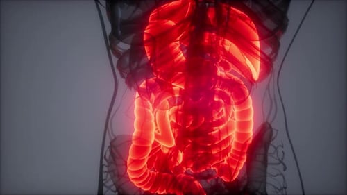 Human Digestive System Organs 3D Animation with Red Glow