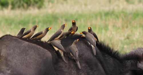 Buffle d'Afrique, syncerus caffer, adulte avec pic à bec jaune, buphagus africanus