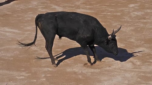 980598 Toro durante una carrera de Camarguaise, un deporte en el que los participantes intentan atrapar el galardonado attr