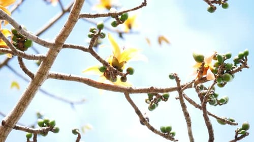 Spring Tree With Blue Sky