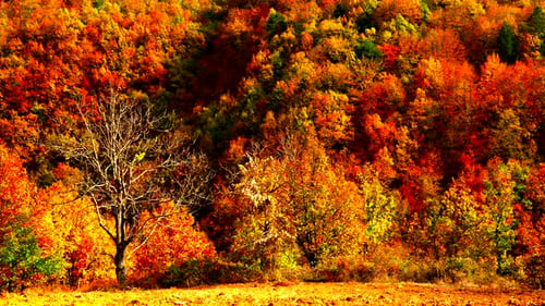 Arbres d'automne, fond nature