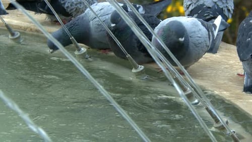 Animal Bird Pigeon Doves Near Fountain 7