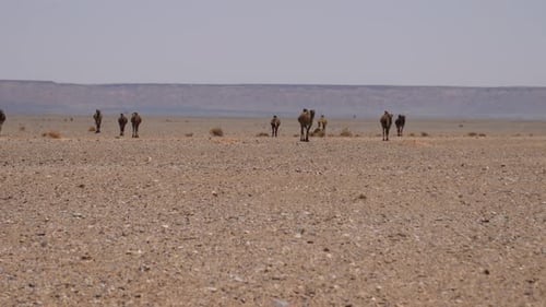 Herd dromedary camels