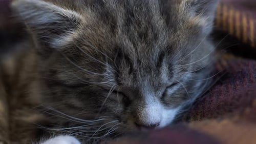 Close Up Of Cute Tabby Cat Asleep On A Blanket. Locked Off