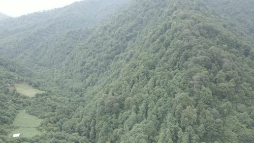 Mtirala National Park from drone, Adjara, Georgia. Flying over subtropical mountain forest