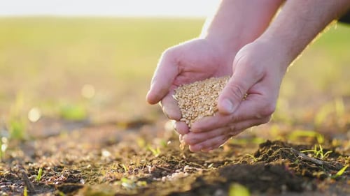 Hands Sowing Seeds in Farm Field