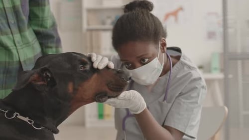 Veterinarian Examining Teeth of Dog