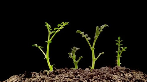 Plants Growing from Soil in Time Lapse